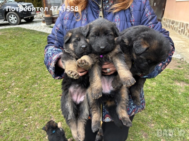 немски овчарки - мъжки и женски 