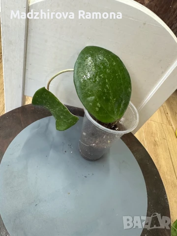 Hoya Latifolia splash , снимка 1