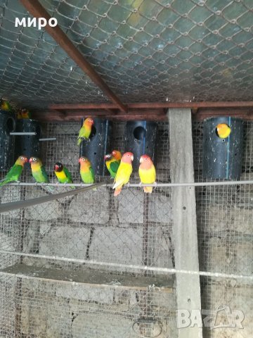 Различни видове папагали, Ферма " Meshi i Sie" , снимка 17 - Папагали - 33912948