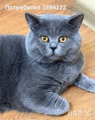 Търся си приятелка