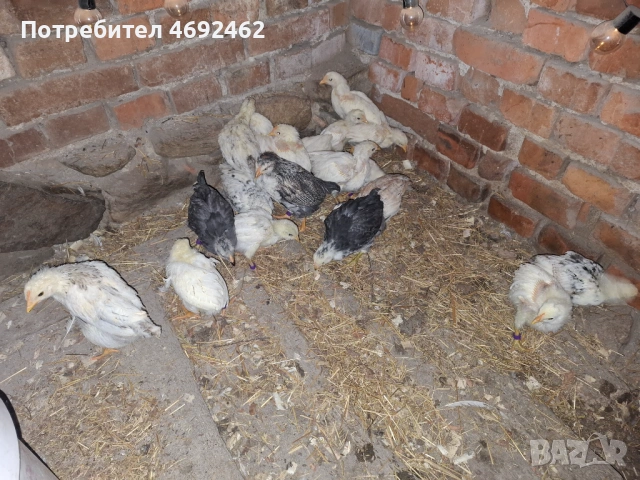 Селски петлета, снимка 4 - Кокошки и пуйки - 53393571