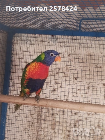 Продавам Многоцветно Лори на една година с ДНК тест за пол,папагалче то е мъжки 0879166611