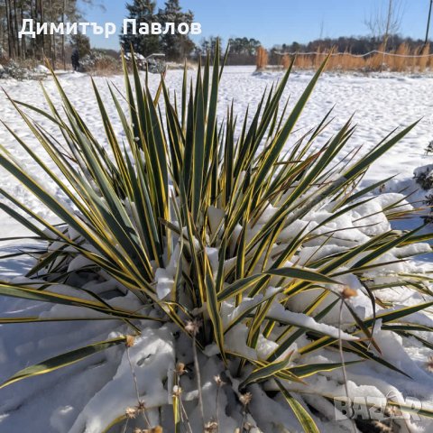 Градинска Юка - Yucca Filamentosa bright edge, снимка 6 - Градински цветя и растения - 42704280