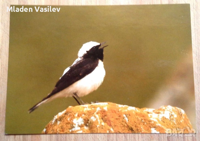 Колекция пощенски картички с авторски фотографии на животни