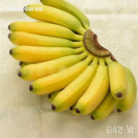 Нови 50 бр. Семена от Бонсай бананово дърво екзотични редки плодове палма за декорация на градината , снимка 17 - Сортови семена и луковици - 53428692