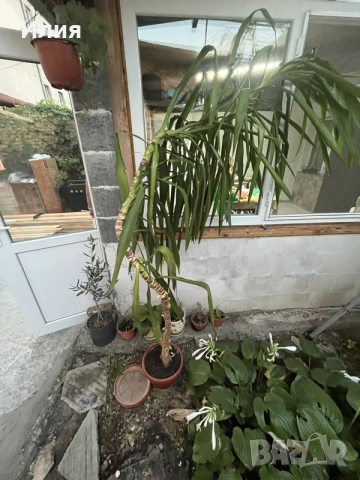 Продава се голяма Юка (Yucca) – красиво и добре развито растение, снимка 2 - Стайни растения - 55878601