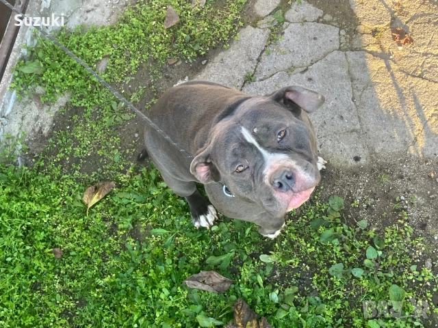 Женско американско були покет , снимка 5 - Питбул - 52776953