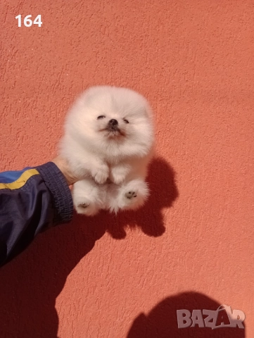 Мъжки Померани, снимка 8 - Померан - 52684765