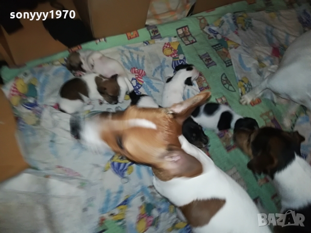 ДЖАКЧЕ-ЖЕНСКО 5 МЕСЕЦА БОНБОН 1103222003, снимка 10 - Джак ръсел териер - 36073476