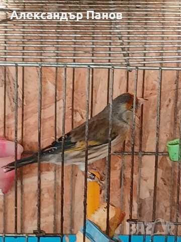 Канарчета, снимка 5 - Канари - 52434628