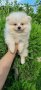 Померан померанче, снимка 11
