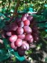 Десертни сортове грозде., снимка 12