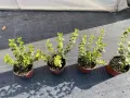 Евонимус Радиканс голд, снимка 2