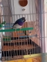 Гулдови амадини, снимка 1