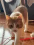 Мъжка кастрирана котка, снимка 3
