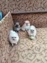 3 момичета и 1 момче , снимка 1