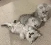 Персийски котетата, снимка 1
