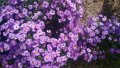 Цветя Астра алпийска – за ранно пролетно засаждане в градината, снимка 13