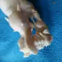 Слонски бивник. Окимоно., снимка 4