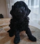 Mini poodle/Мини пудел , снимка 6