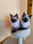 Котета Регдол / Ragdoll, снимка 2