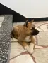 Америкаска акита мо, снимка 5