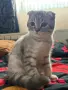 Шотландска клепоуха/Сребърно таби, снимка 9