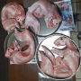Продавам зайци, снимка 6