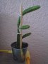 Драконов плод младо растение за домашно отглеждане, снимка 2