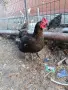 Продавам млади кокошки, снимка 6