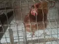 Пподавам носачки Леман Браун , снимка 2