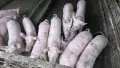 Продавам прасета 50-70 кг и ОвЦЕ, коч, снимка 1
