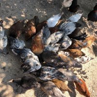 Катунски кокошки , снимка 5 - Кокошки и пуйки - 41629923