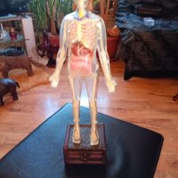 Светещ анатомичен макет, снимка 4 - Колекции - 44445665