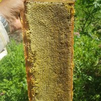 Пчелен мед - 2023 г., снимка 1 - Пчелни продукти - 41482951