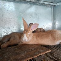 Продавам зайци., снимка 1 - Други животни - 39554621