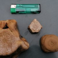 Фосили от морски животни, снимка 1 - Колекции - 34641067