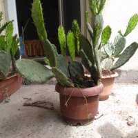 Саксии с незамръзващ кактус  , снимка 6 - Стайни растения - 41240742