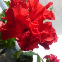 Хибискус , Китайска роза, снимка 2 - Стайни растения - 38746084