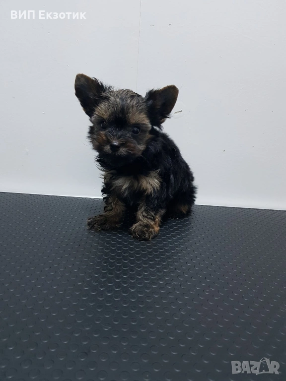 ПРОДАВА ЙОРКШИРСКИ ТЕРИЕР, снимка 1