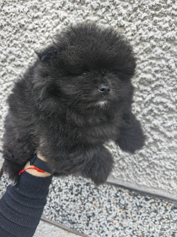 Мини померан, снимка 1