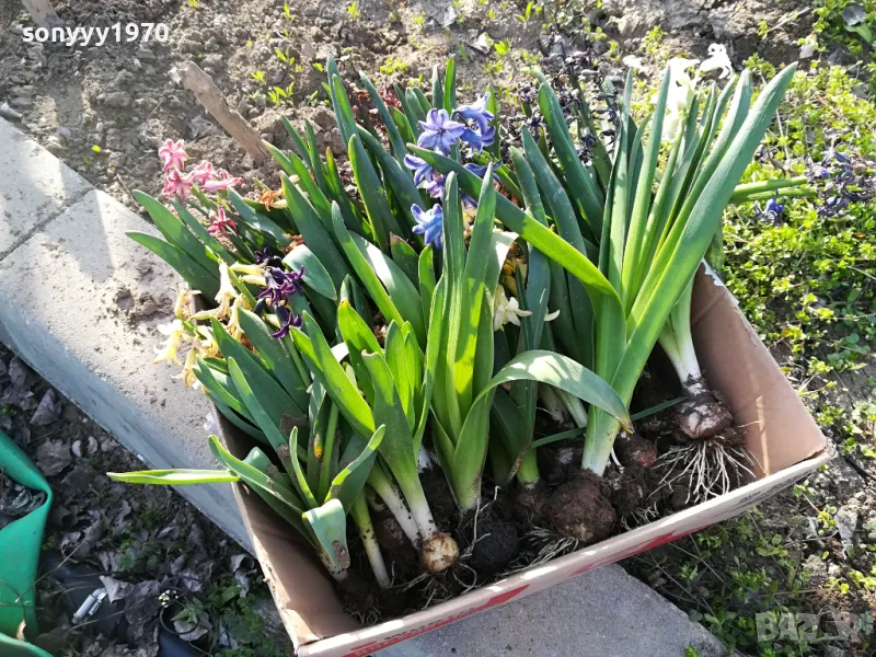 ЗЮМБЮЛИ В САКСИЯ С ПОЧВА 25ЛВ ЗА ЕДИН С ЛУКОВИЦА 1404250825, снимка 1