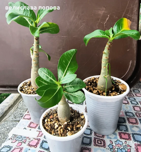 Комплект адениуми, снимка 1