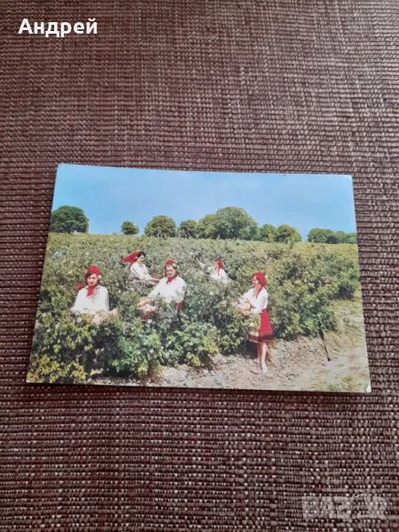 Стара картичка розобер, снимка 1