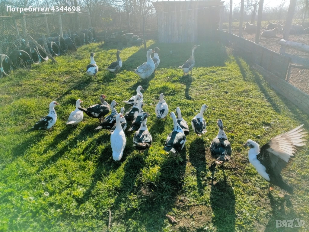 Мускусни(неми)патици, снимка 1