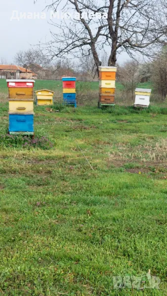Пчелни кошери, снимка 1
