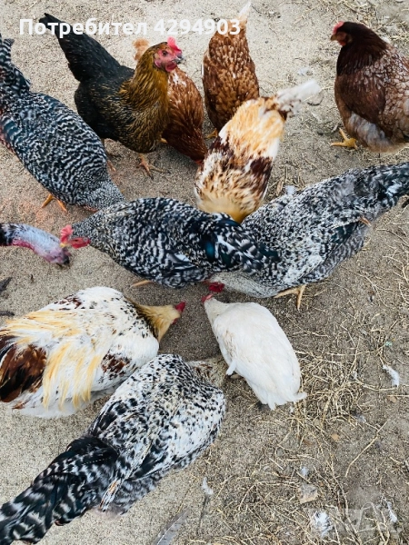 Петли и кокошки, снимка 1