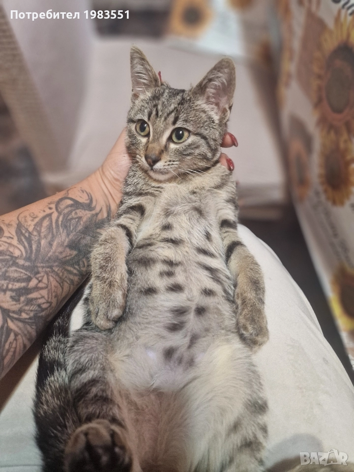 Търси дом!, снимка 1