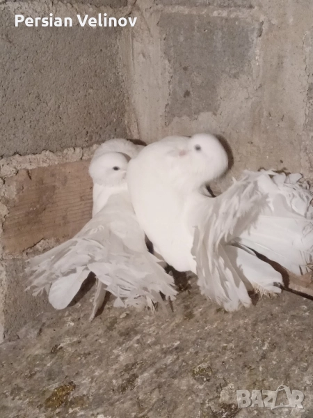 Продавам гълъби *, снимка 1