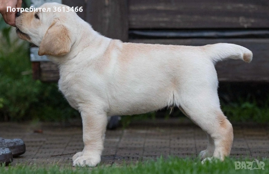 Чистокръвни Лабрадор ретривър , снимка 1